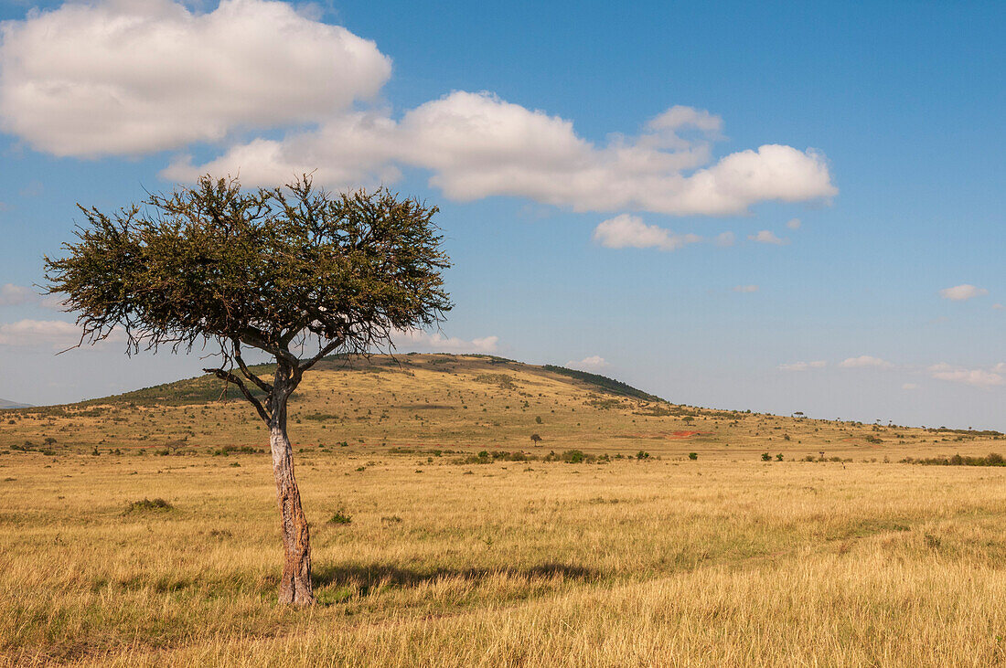 Maasai landscape with acacia trees