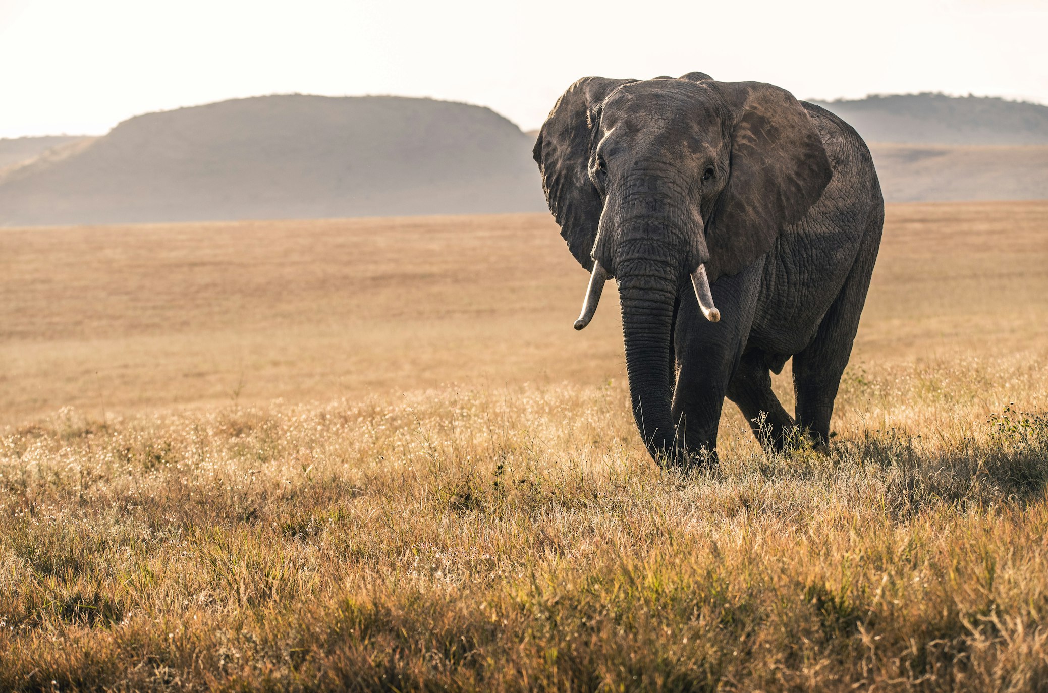Elephants walking across plains