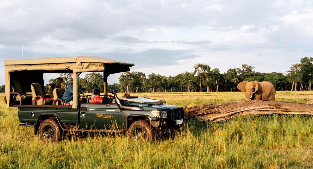Majestic Lion in Maasai Mara