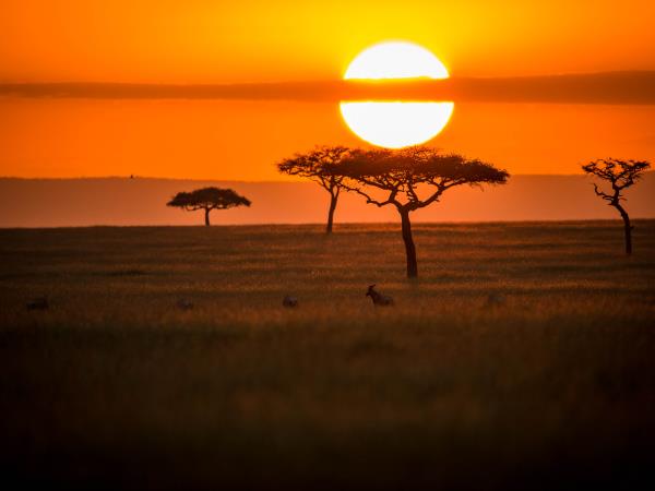 African savanna sunset