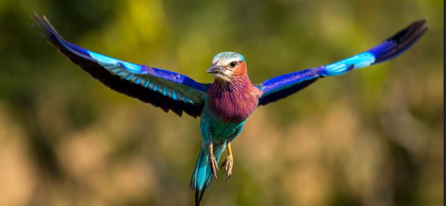 Zebras in Maasai Mara